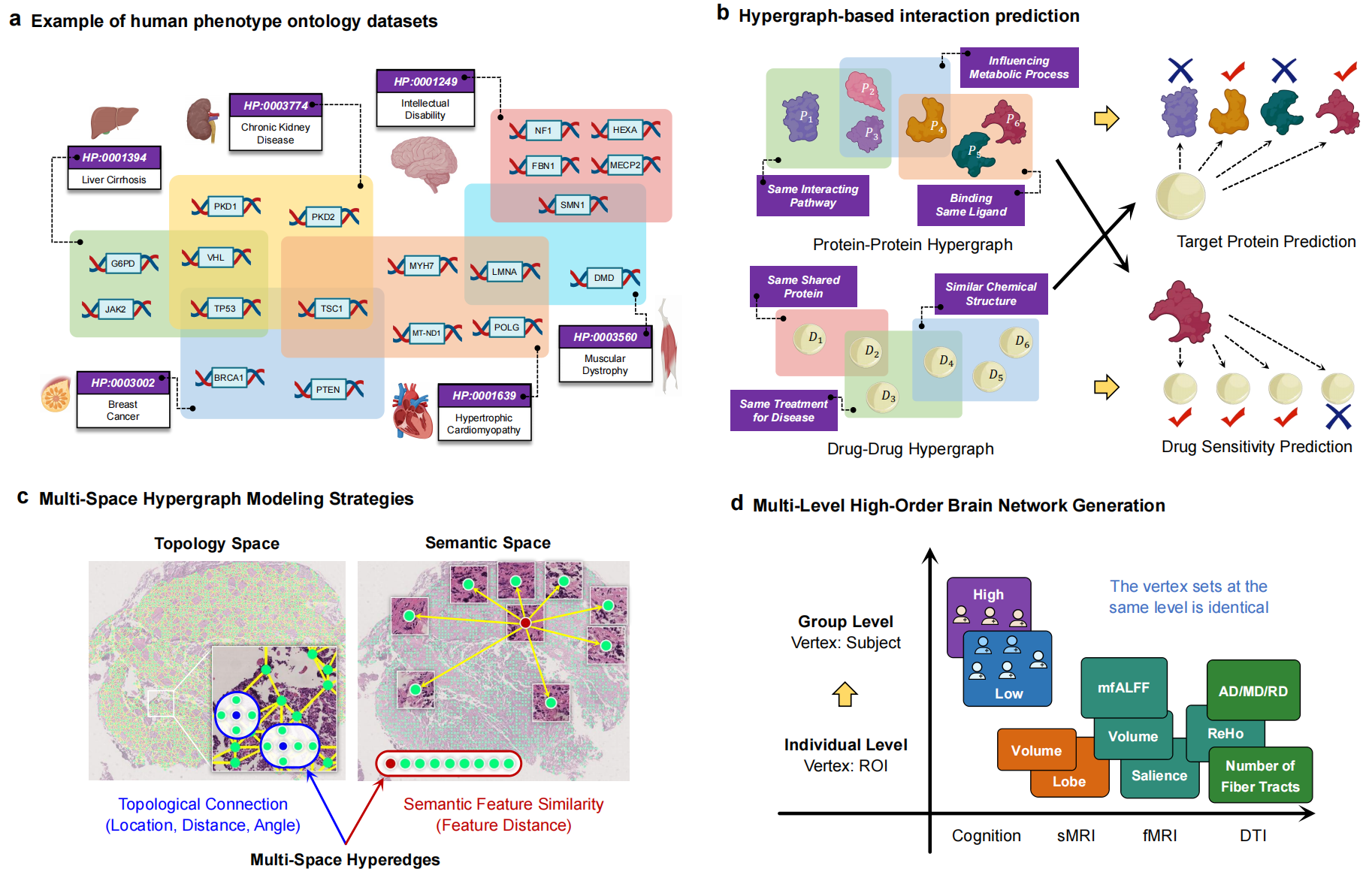 Applications of hypergraph neural networks in phenotype ontology, interaction prediction, computational pathology, and brain network analysis